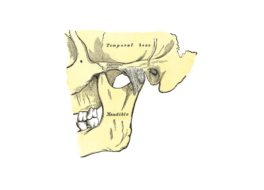 顎骨